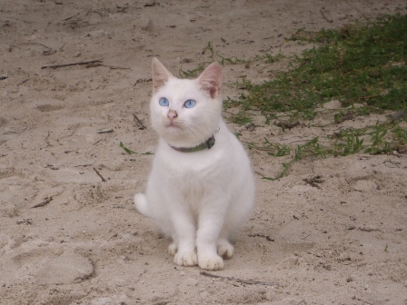 かびらねこ.JPG