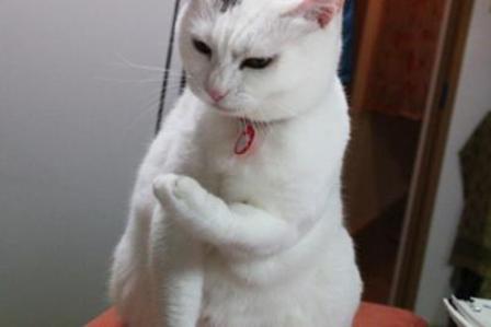ねこつめ.jpg