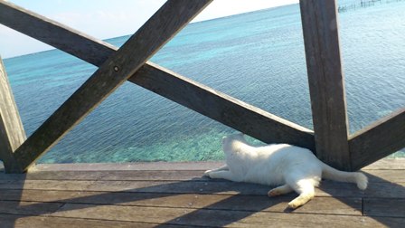 サザン白と海.JPG