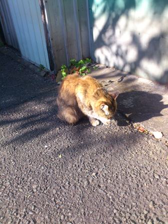 路地猫.JPG